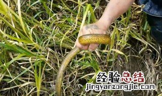 直针怎么钓黄鳝 直针钓黄鳝怎么穿蚯蚓?