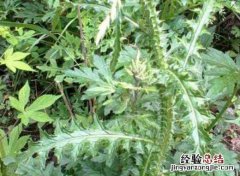 飞廉的功效与作用，飞廉的禁忌有哪些