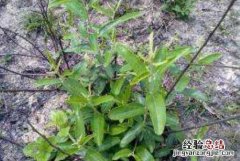 萆薢的功效与作用及药用价值高吗 蛴螬的功效价值