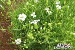 肥皂草的功效与作用，肥皂草的禁忌有哪些