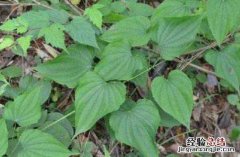 棉粉作用是什么 粉萆薢和棉萆薢的区别