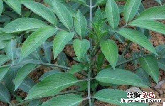 棉粉作用是什么 粉萆薢和棉萆薢的区别