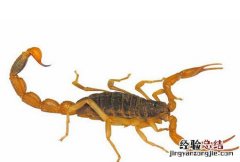 全蝎用量一般多少克 全蝎