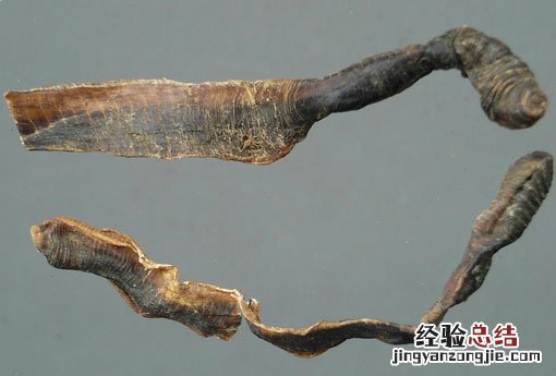 地龙是什么动物 地龙