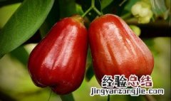 莲雾什么时候应季节种植 莲雾什么时候应季节