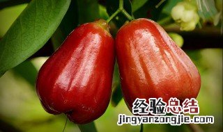 莲雾什么时候应季节种植 莲雾什么时候应季节