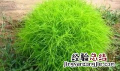 泽漆什么季节采 泽漆什么季节采收最好