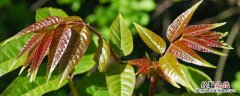 香椿冷冻有害吗 冷冻的香椿芽对身体有害吗?