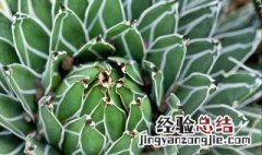 什么季节给世之雪换盆好 世之雪换盆注意事项