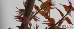 香椿北方能种植吗 香椿树北方可以栽活吗