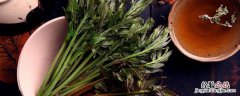 怎样水培香椿苗 香椿可以水培种植吗
