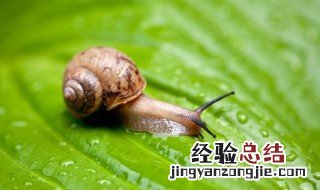 白玉蜗牛蛋怎么简单孵化 白玉蜗牛的蛋怎么养