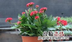 玉树上嫁接长寿花在哪个季节好养 玉树上嫁接长寿花在哪个季节好