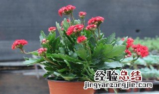 玉树上嫁接长寿花在哪个季节好养 玉树上嫁接长寿花在哪个季节好