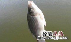 用4号伊势尼能钓多大的鱼 野钓用4号伊势尼好吗