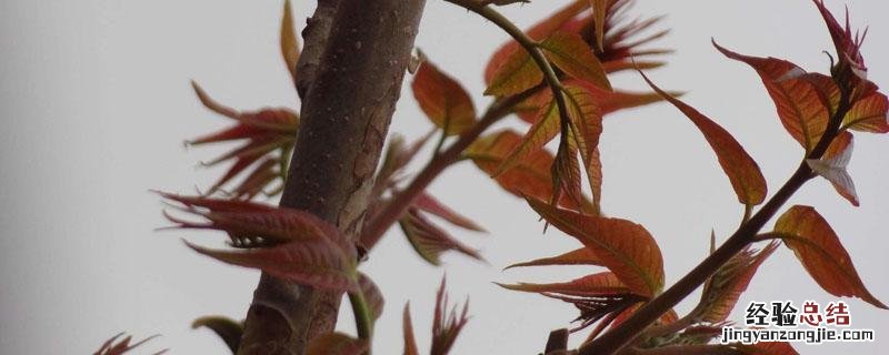 香椿闻起来是什么味道 香椿闻着是什么味