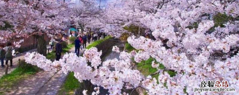 良渚樱花园在哪儿 良渚樱花大道在哪里