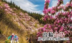 花山节是哪个民族的传统节日 山花节是哪个民族的节日啊