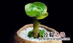 金钱木扦插要风干多久 金钱木的扦插土壤是干是湿