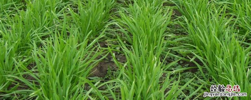 韭菜枯死原因? 韭菜枯梢的原因