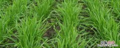 韭菜从种到收多长时间 韭菜种植到收获多长时间