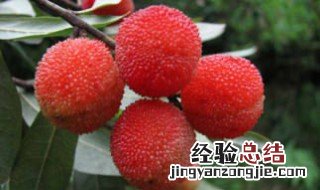 杨梅是什么季节开花结果 杨梅是什么季节开