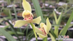 兰花出花苞后怎么管理 兰花有花苞后怎么管理
