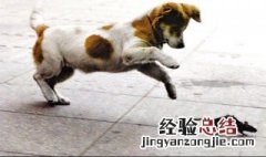 狗逮老鼠的由来 狗逮老鼠的由来简介