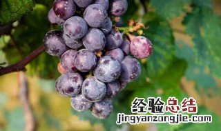 葡萄的生长变化 葡萄的生长变化过程