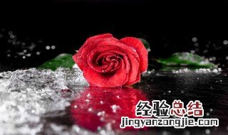 玫瑰花的枝干可以扦插吗 玫瑰花的枝条可以扦插成活吗