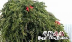 澳洲杉盆景冬天怎么养? 澳洲杉盆景冬天怎么养护