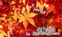关于秋叶的诗句 关于秋叶的诗句古诗