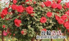 月季树没有土能活吗怎么养 月季树没有土能活吗