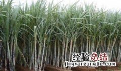 怎样在家种甘蔗盆栽 怎样在家种甘蔗盆栽图片