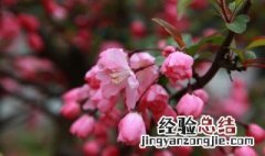 花无百日红 人无千日好是什么意思 花无百日红人无千日好的后一句