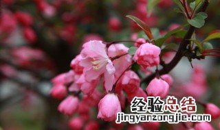花无百日红 人无千日好是什么意思 花无百日红人无千日好的后一句