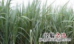 自己在家怎么种甘蔗 自己在家怎么种甘蔗视频