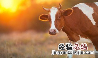 牛舌头草的功效与作用 牛舌头的功效与作用