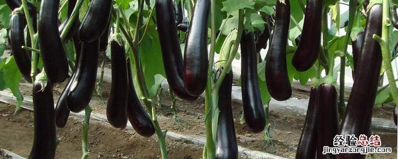 茄子熟了是什么季节 茄子哪个季节成熟