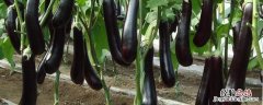 茄子熟了是什么季节 茄子哪个季节成熟