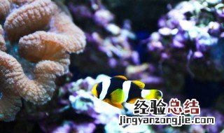 珊瑚与鱼的关系 珊瑚礁和鱼的关系