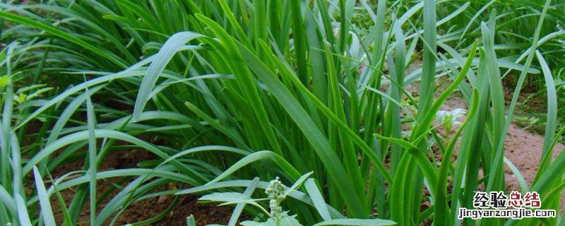 韭菜控旺用什么药 韭菜用矮壮素控旺药