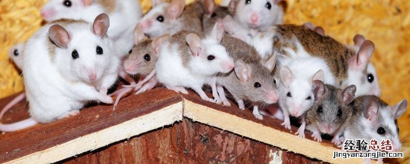老鼠会群居吗 老鼠是群居还是独居