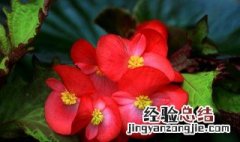 四季海棠的摆放禁忌有哪些 四季海棠的摆放禁忌有哪些图片