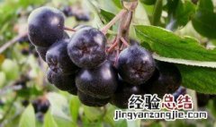 野樱莓的功效与作用 野樱莓的功效与作用禁忌