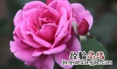 月季花怎么种好 月季花怎么种好看又好养