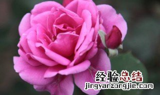 月季花怎么种好 月季花怎么种好看又好养