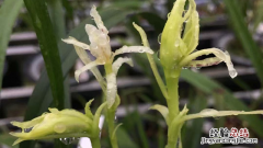 水晶兰的花语是什么 水晶兰花的花语