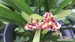 生根粉泡根要多久兰花能开花 生根粉泡根要多久兰花