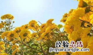 菊花长新叶怎么养护 菊花长新叶怎么养护和管理